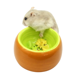 Hamster